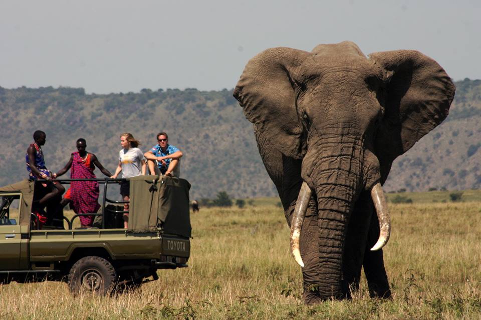 kenya Elephants 