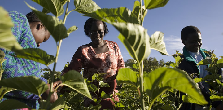 AWARD-for-women-in-africa