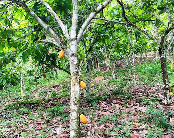 1  Akwatia Town Eastern Region Ghana