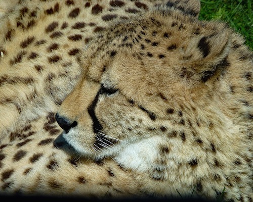 cheetah-holiday-packages-in-kenya-travel-africa-african-celebsjpg